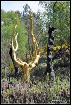 Arbre-d'or