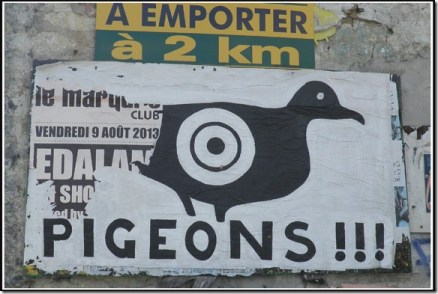 Pigeons