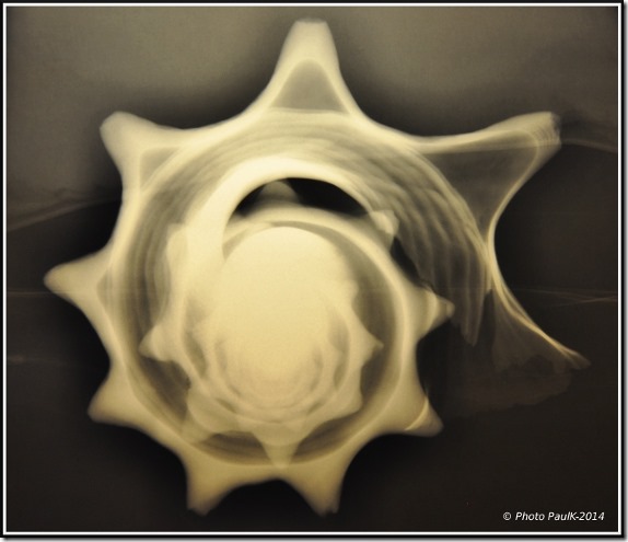 Radio-Coquillage-profil