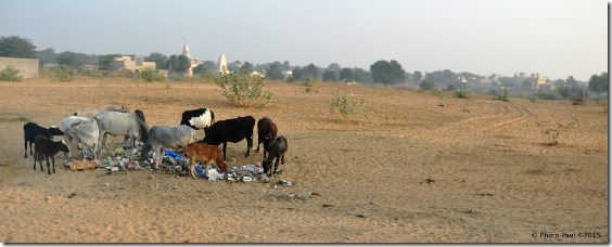 Rte-Madawa-Bikaner-J2-vaches (2)