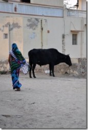 Ruelle-vache-Mandawa (59)