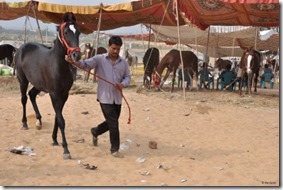 Marché-chameaux-Pushkar-(11)