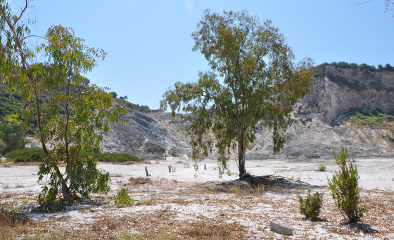 La végétation résiste malgré tout