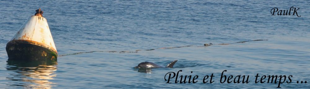 Chroniques d'un Blog Trotter